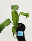 Monstera 'Burle Marx's Flame' - sale