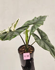 Alocasia ‘Simpo Albo’ Variegata - SALE
