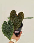 Anthurium Luxurians