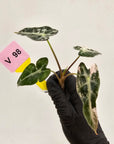 Alocasia Amazonica bambino Variegata - Bare Bottom Baby
