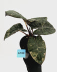 Alocasia macrorrhizos 'plumbea Variegata'