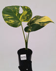 Monstera deliciosa Variegata