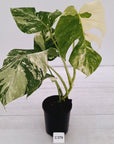 Monstera borsigiana 'Albo'
