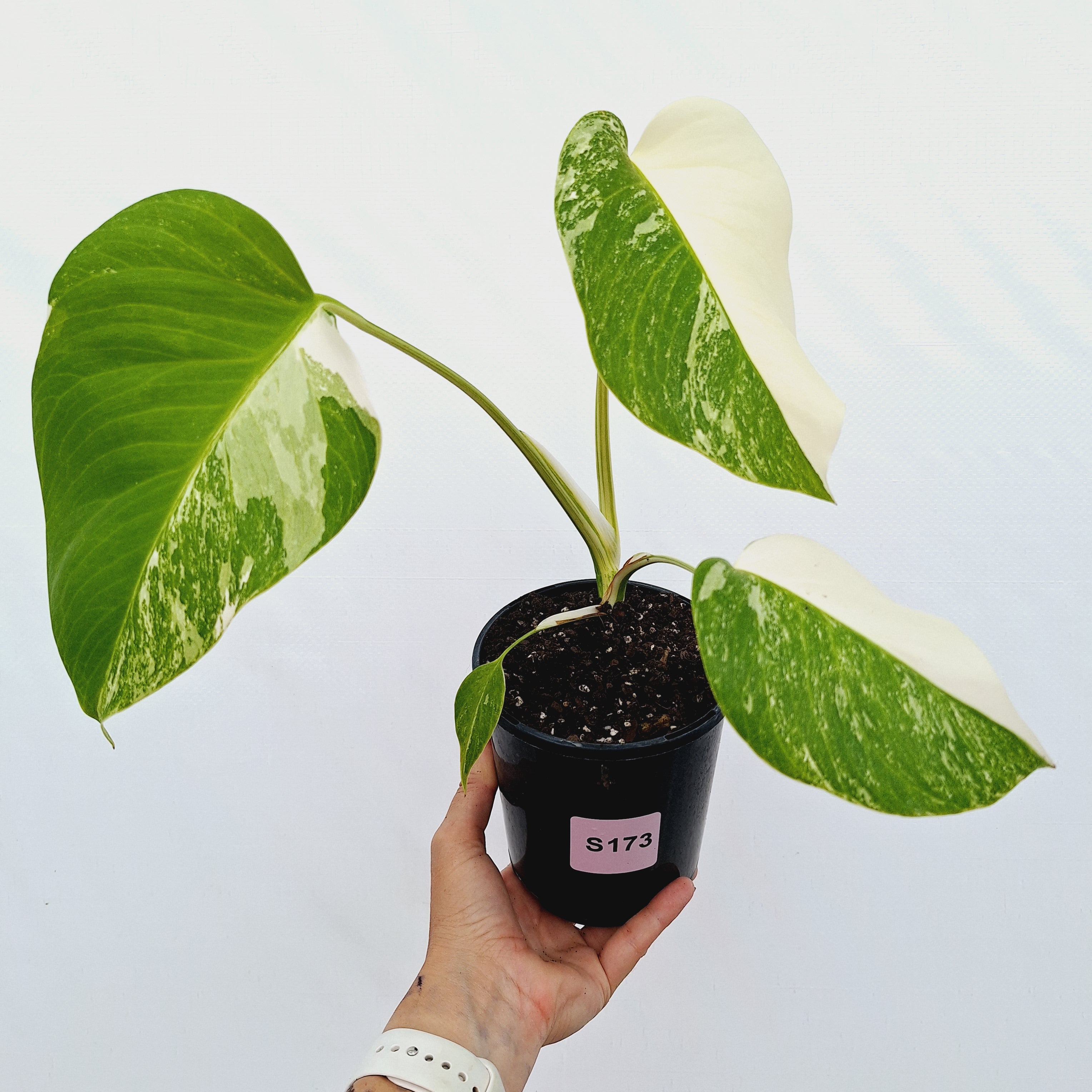 Monstera borsigiana 'Albo'