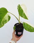 Monstera borsigiana 'Albo'