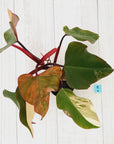 Philodendron erubescens Strawberry Shake - SALE