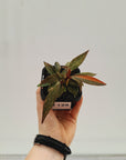 Philodendron 'Orange Princess'