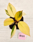 Philodendron 'Rojo Congo Variegated' 70mm
