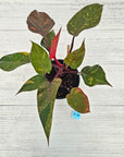 Philodendron 'Orange Princess'