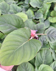Homalomena rubescens Magical Pattern - Bare Bottom Baby