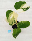 Monstera borsigiana 'Albo' - SALE