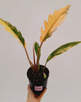 Philodendron serratum 'Caramel Marble'