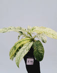 Epipremnum giganteum variegata