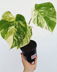 Monstera borsigiana 'Albo'