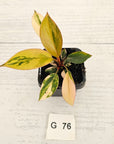Philodendron 'Rojo Congo Variegated' - SALE