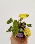 Philodendron billietiae Variegata