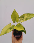 Alocasia odora ‘California Tri-Colour’