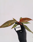 Philodendron 'Orange Princess'