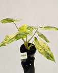 Alocasia odora 'Batik' Variegata Tri Colour
