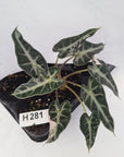 Alocasia Amazonica bambino Variegata - Bare Bottom Baby - SALE