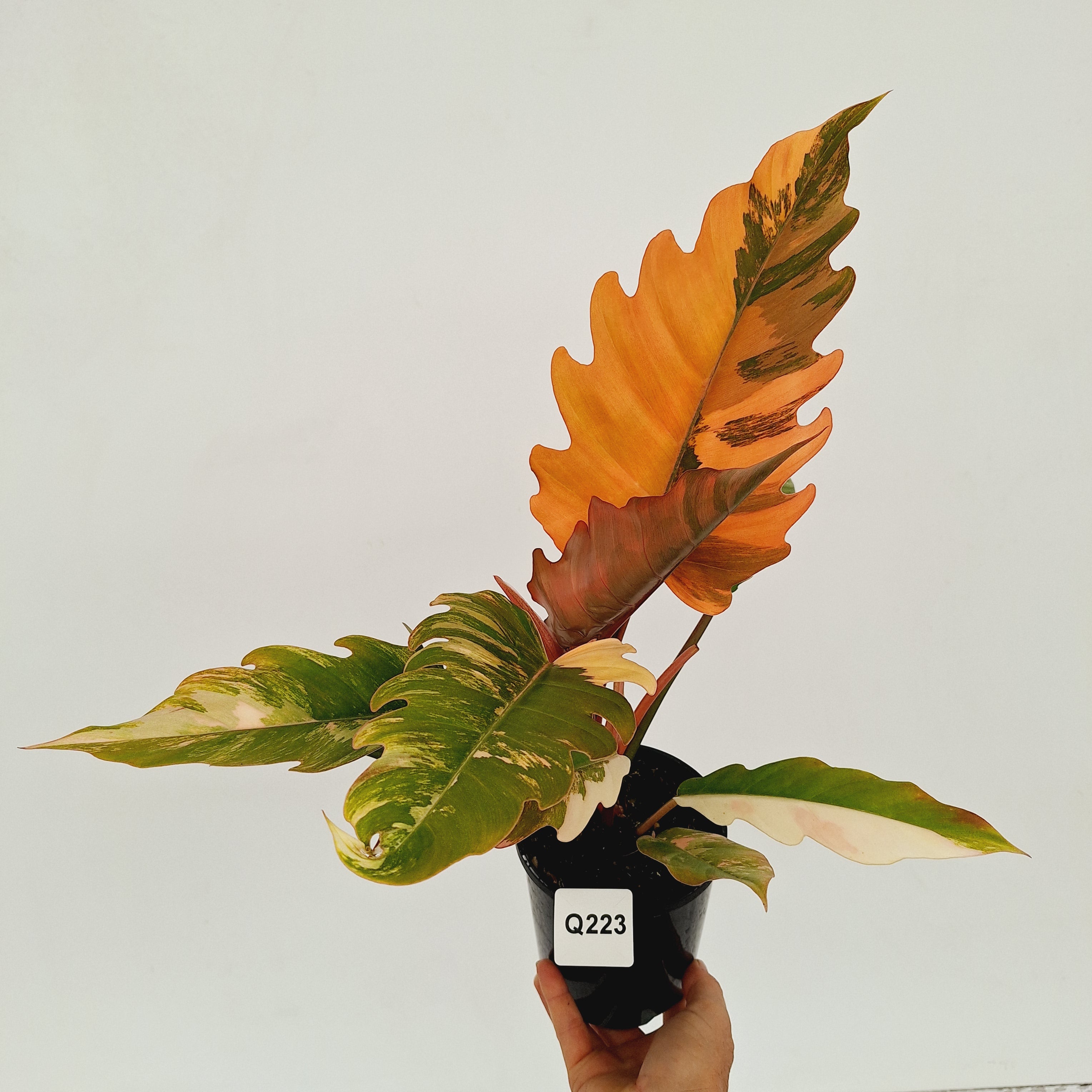 Philodendron serratum Caramel Marble
