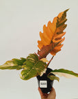 Philodendron serratum Caramel Marble