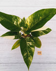 Philodendron imperial green variegata