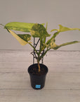 Philodendron Silver Sword Variegata