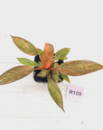 Philodendron 'Orange Princess' 70mm