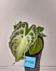 Alocasia Venom
