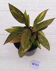 Philodendron 'Orange Princess' 70mm