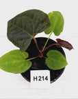 Anthurium 'Black Magic'