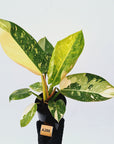 Philodendron Green Congo Variegata (Nuclear)