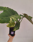 Philodendron pinnatifidum 'Jungle Fever Egg Yolk"