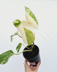 Monstera borsigiana 'Albo'
