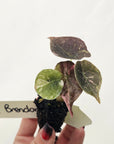 Alocasia cuprea Variegata -Bare Bottom Baby - Baby Brendan