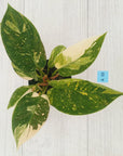 Philodendron Green Congo Variegata (Nuclear)