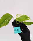 Monstera borsigiana 'Albo' - SALE