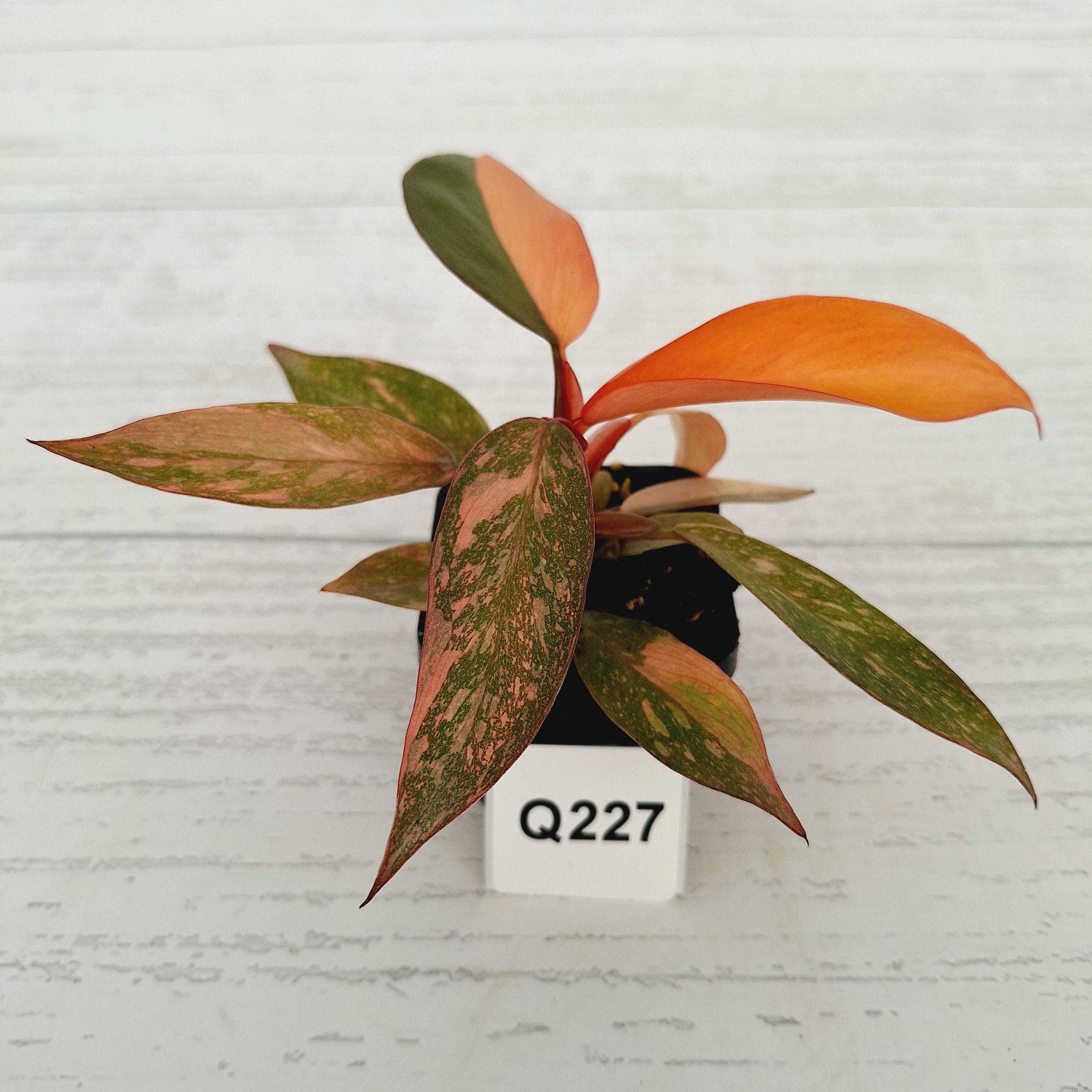 Philodendron 'Orange Princess'