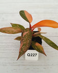 Philodendron 'Orange Princess'