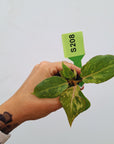 Philodendron gloriosum 'Snow Leopard' - Bare Bottom Baby