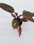 Philodendron 'Orange Princess' - FLASH SALE