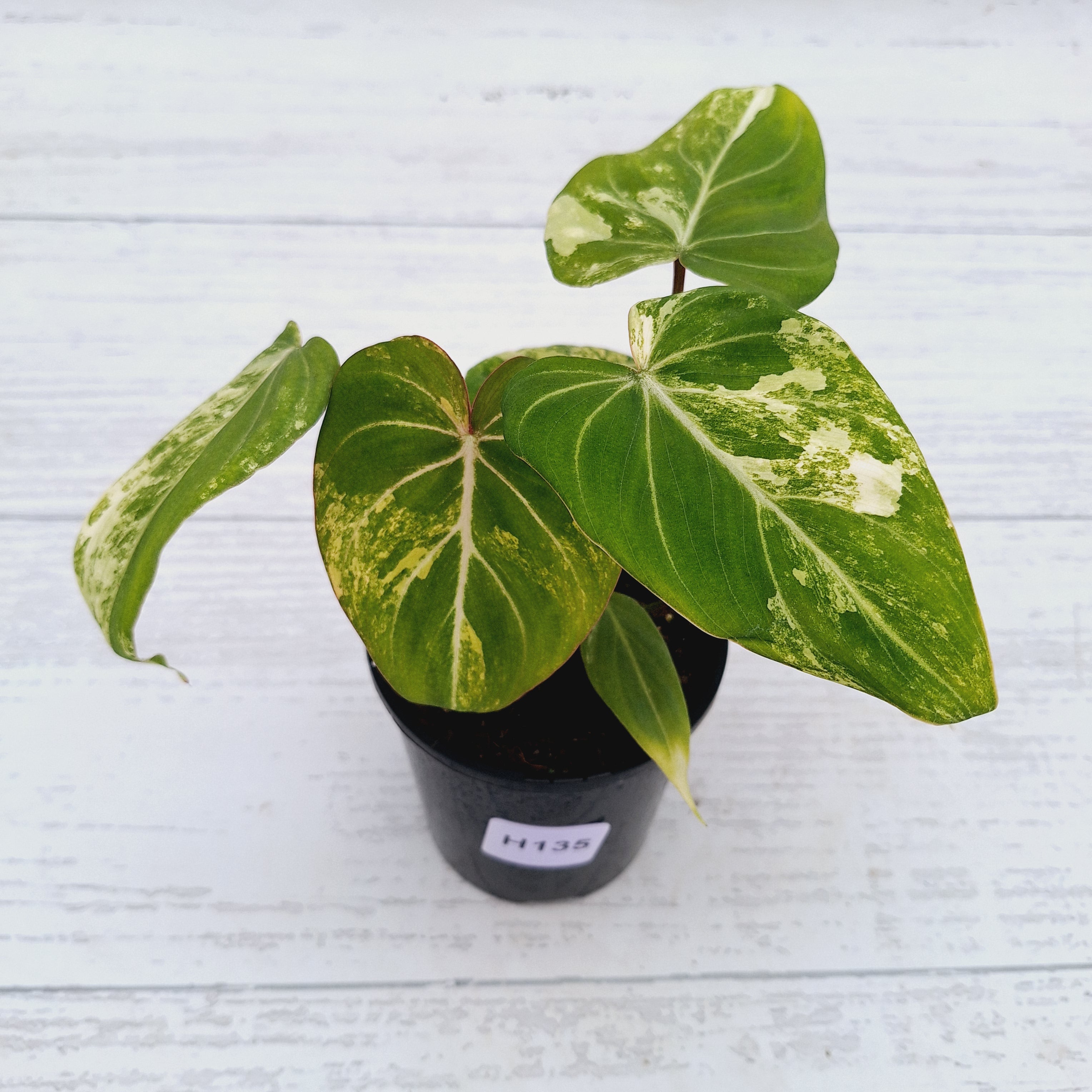 Philodendron gloriosum white vien variegata
