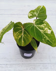 Philodendron gloriosum variegata
