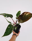 Philodendron erubescens Red Anderson