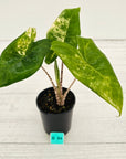 Alocasia zebrina variegata