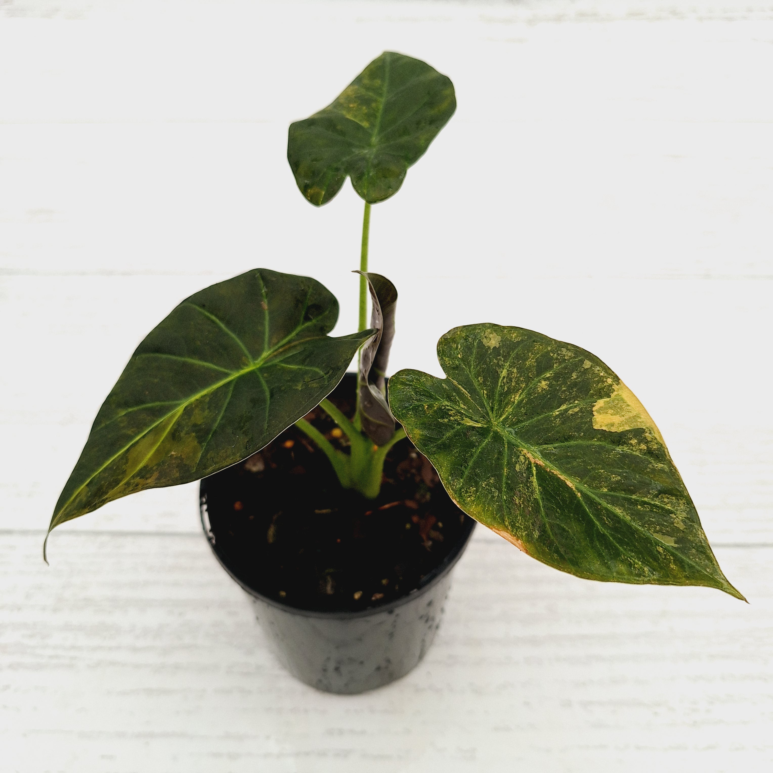 Alocasia 'Regal Shields'  variegata