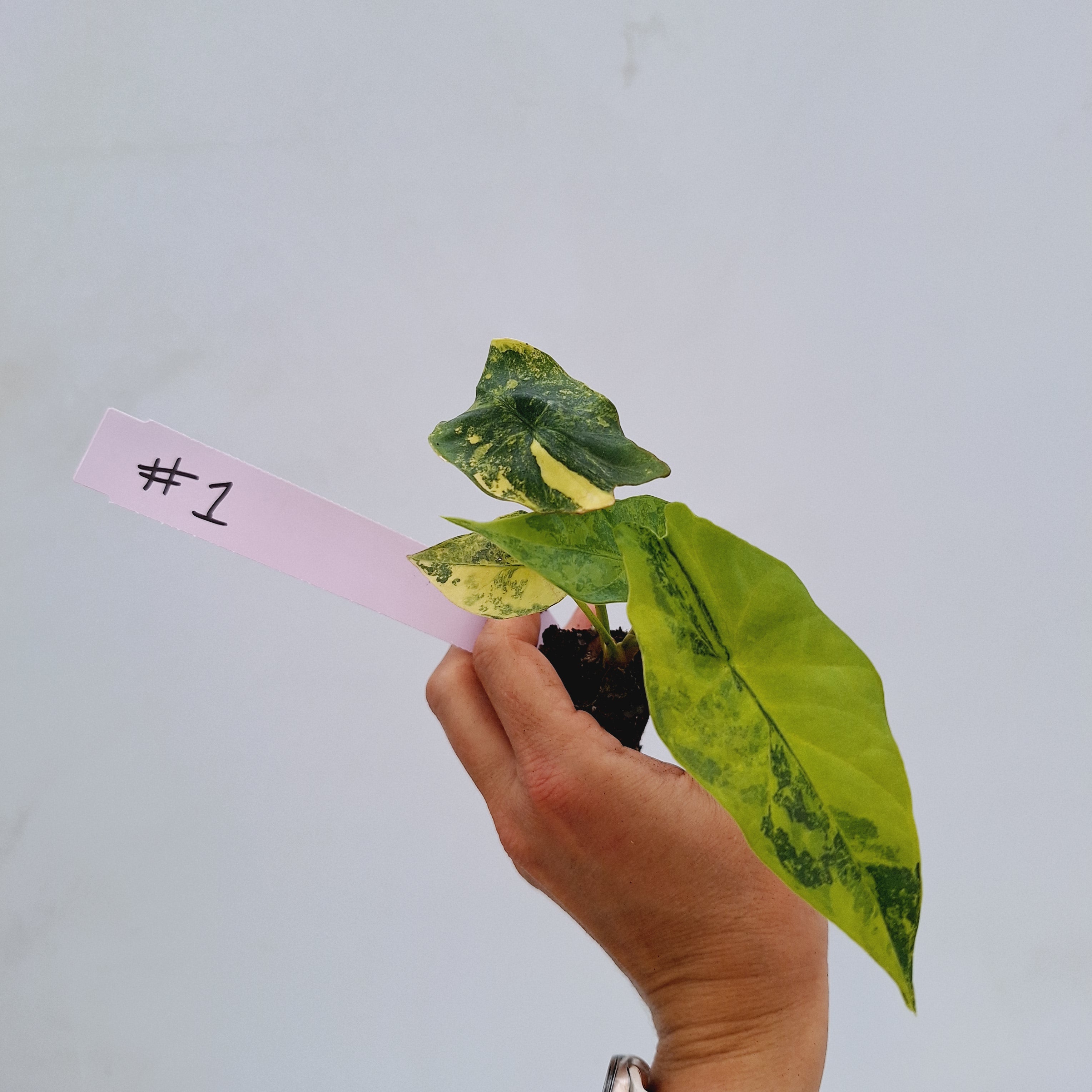 Alocasia ‘Simpo Aurea’ Variegata - Bare Bottom Baby