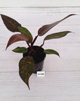 Philodendron 'Orange Princess'