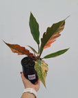 Philodendron serratum Caramel Marble